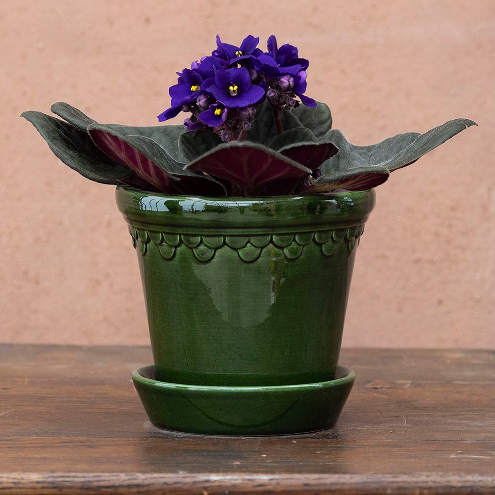 Saintpaulia Top Dark Blue | Houseplant