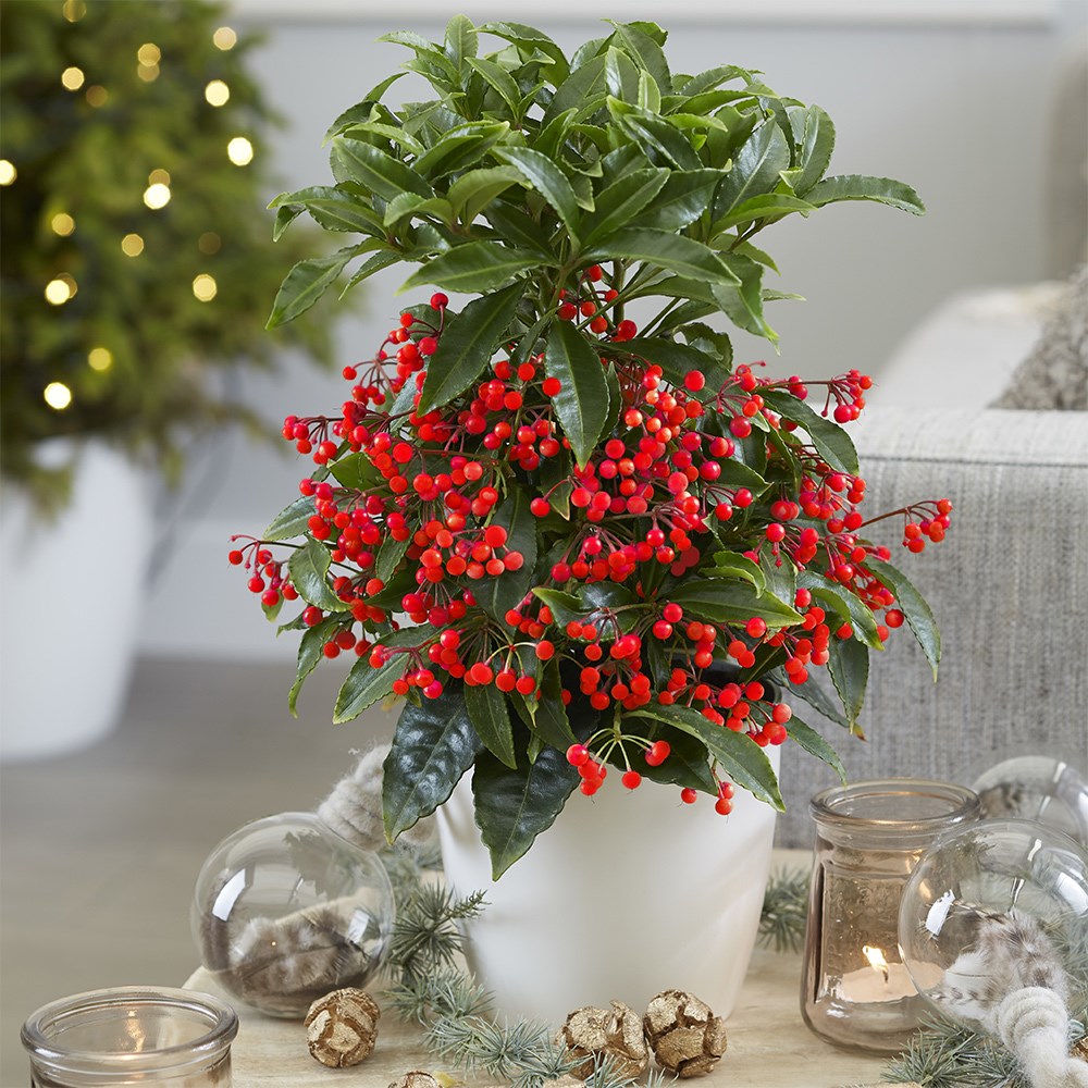 <i>Ardisia crenata</i> 'Queen Star' (PBR)