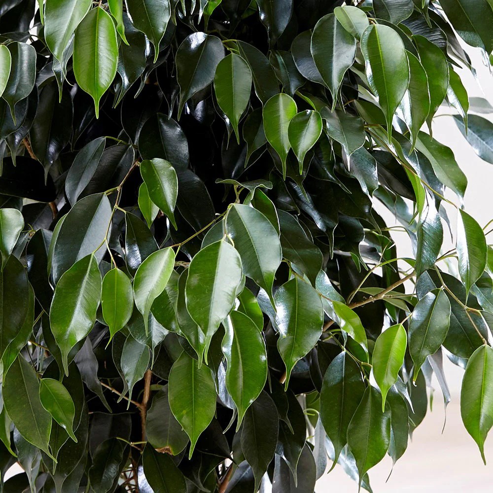 <i>Ficus benjamina</i> 'Danielle' (PBR)