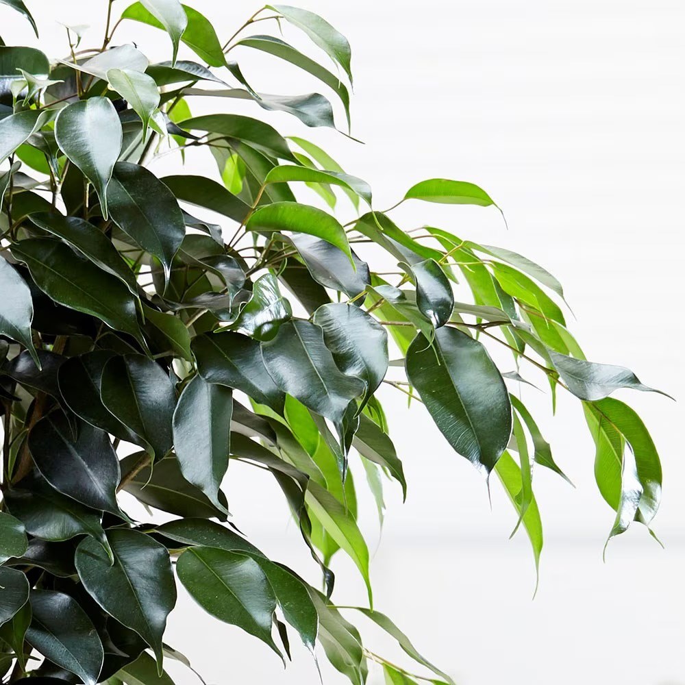<i>Ficus benjamina</i> 'Danielle' (PBR)
