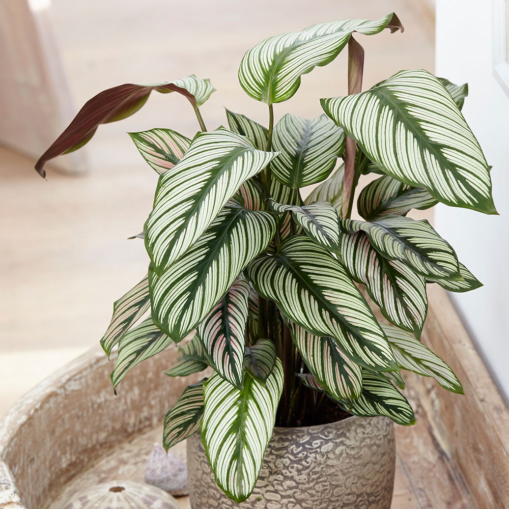 <i>Goeppertia</i> 'Whitestar'