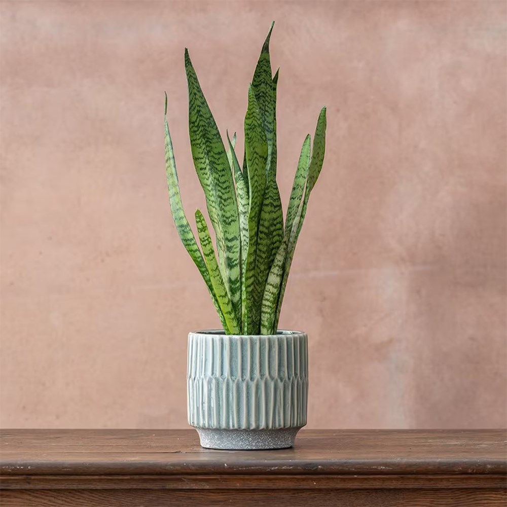Sansevieria zeylanica | Houseplant