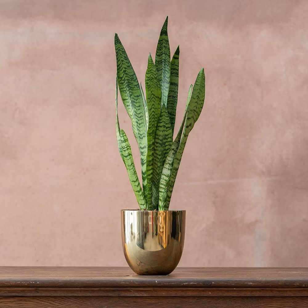 Sansevieria zeylanica | Houseplant