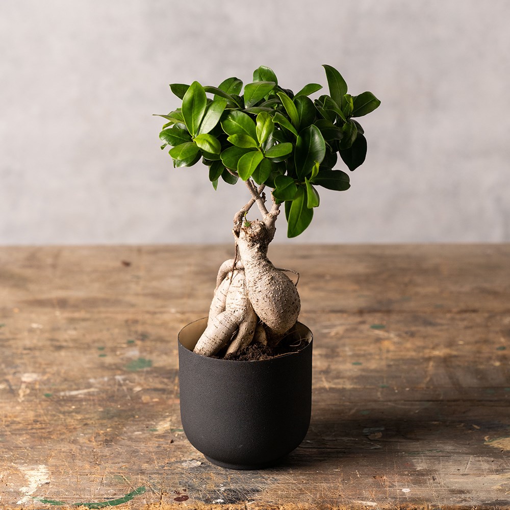 <i>Ficus microcarpa</i> 'Ginseng'