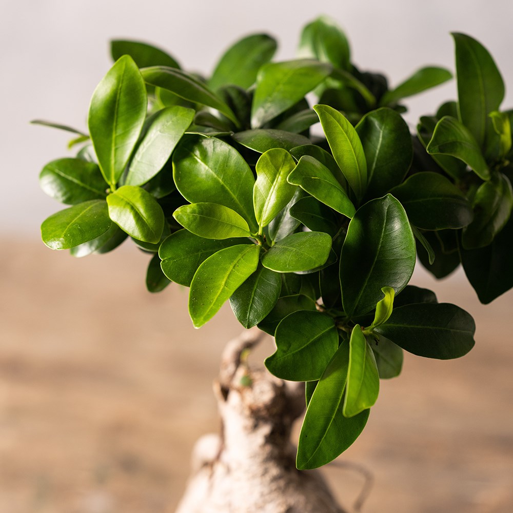 <i>Ficus microcarpa</i> 'Ginseng'