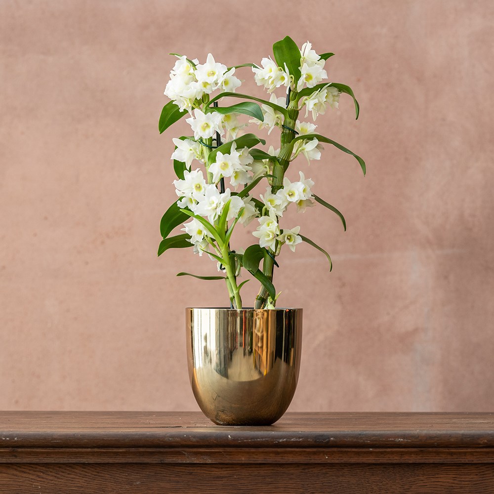 <i>Dendrobium</i> <b class=small-caps>Spring Dream</b> ('Apollon') (PBR) | Orchid