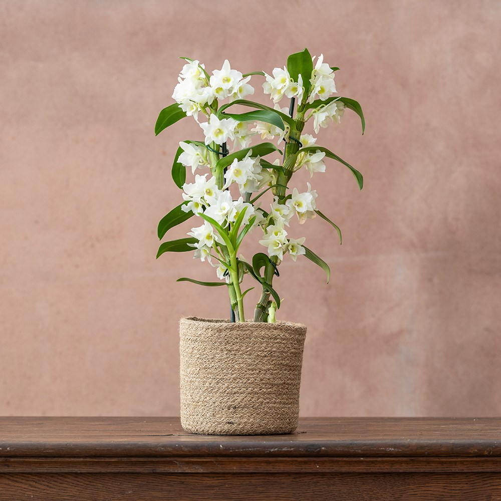 <i>Dendrobium</i> <b class=small-caps>Spring Dream</b> ('Apollon') (PBR) | Orchid