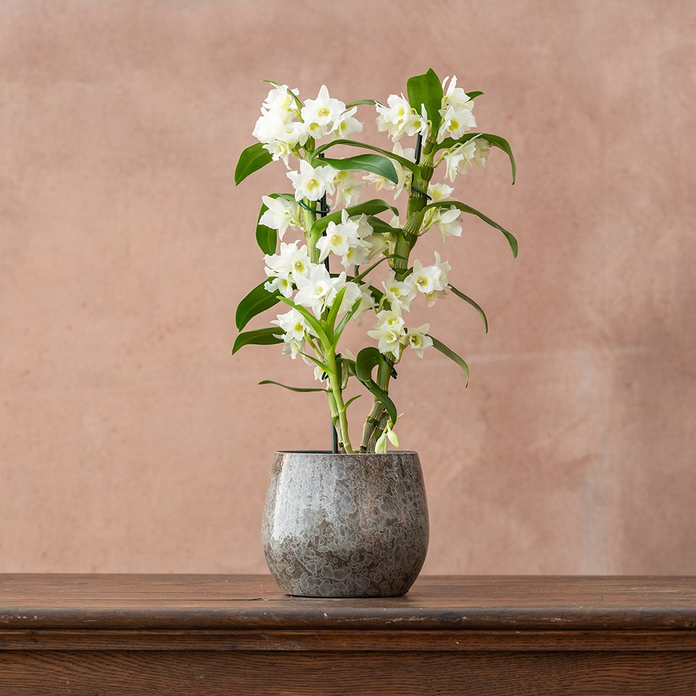 <i>Dendrobium</i> <b class=small-caps>Spring Dream</b> ('Apollon') (PBR) | Orchid