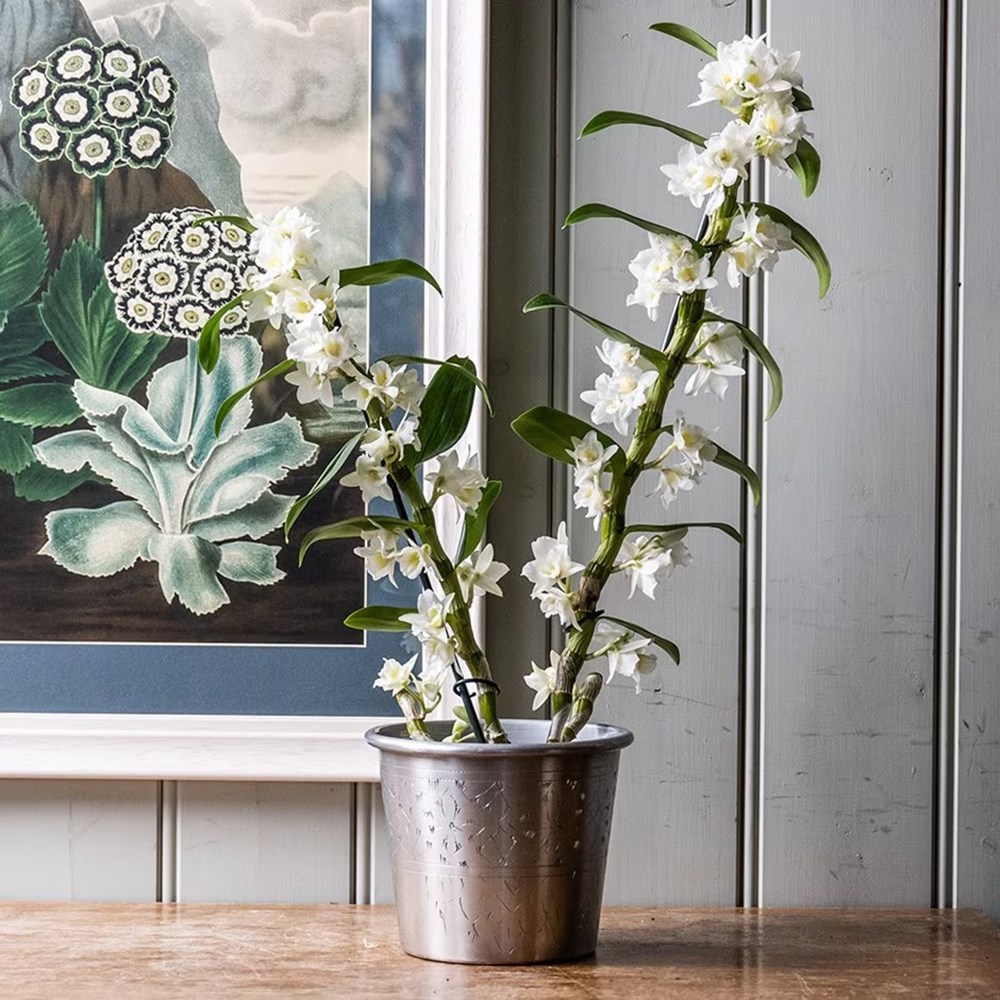 <i>Dendrobium</i> <b class=small-caps>Spring Dream</b> ('Apollon') (PBR) | Orchid