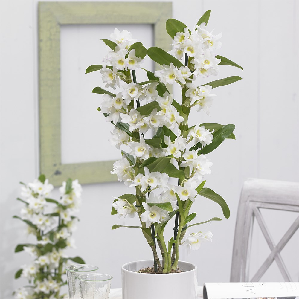 <i>Dendrobium</i> <b class=small-caps>Spring Dream</b> ('Apollon') (PBR) | Orchid
