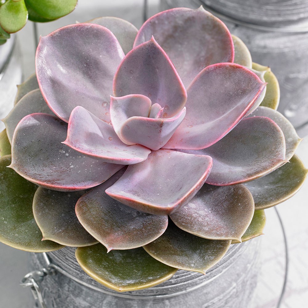 <i>Echeveria</i> 'Perle von Nürnberg'