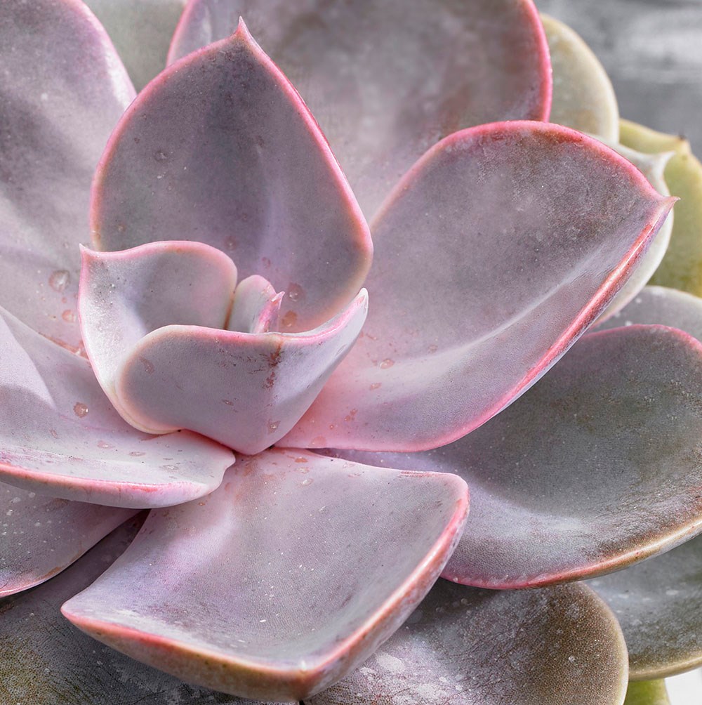 <i>Echeveria</i> 'Perle von Nürnberg'