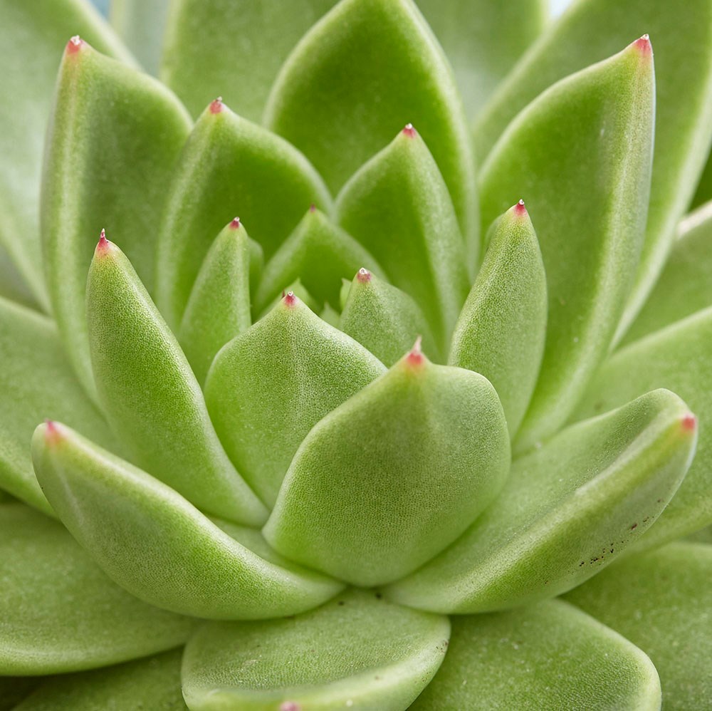 <i>Echeveria agavoides</i> 