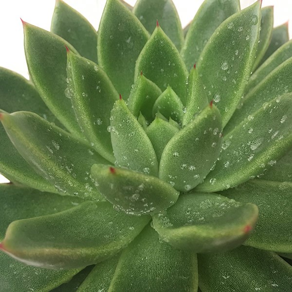 <i>Echeveria agavoides</i> 