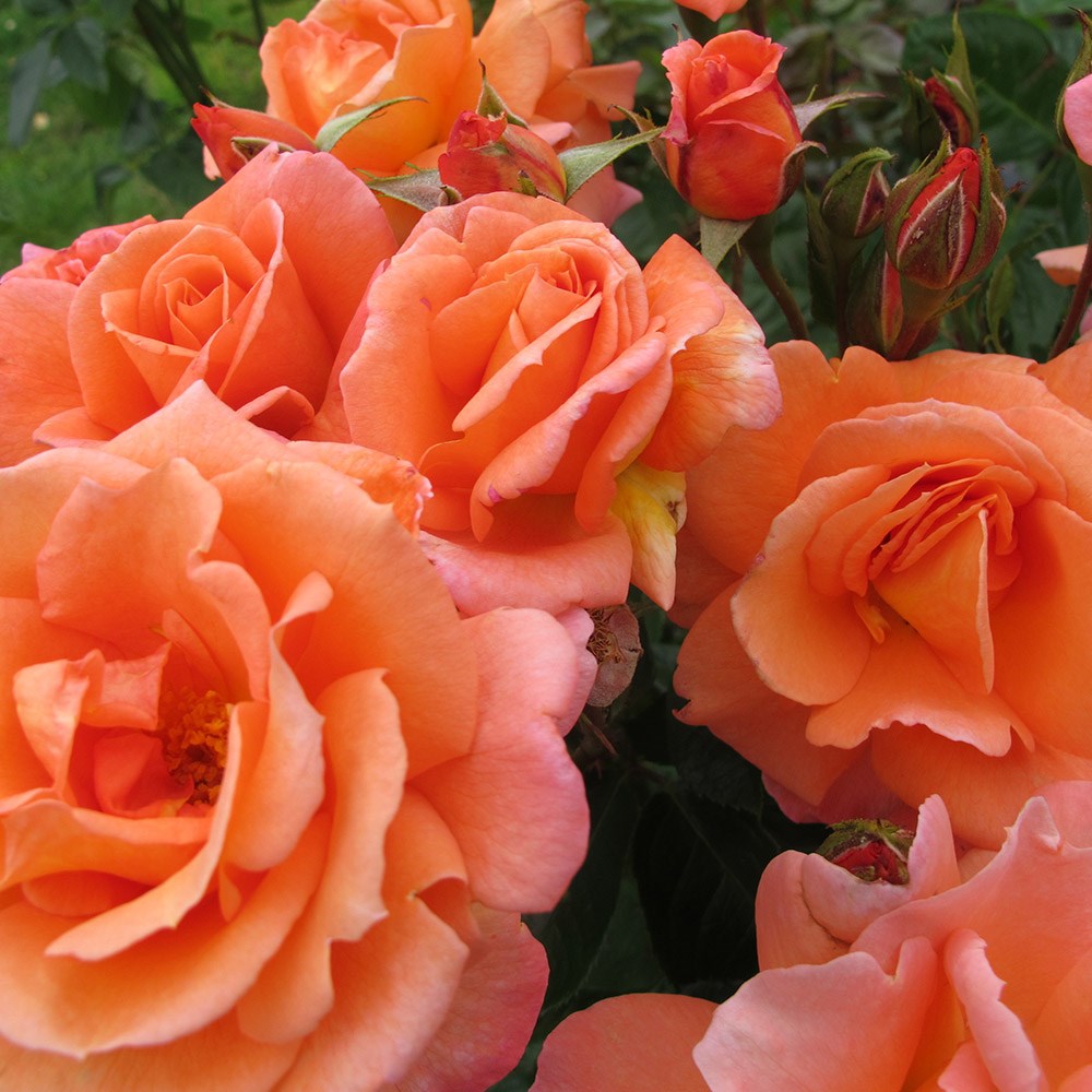 <i>Rosa</i> <b class=small-caps>Scent from Heaven</b> ('Chewbabaluv') (PBR) | Climbing Rose