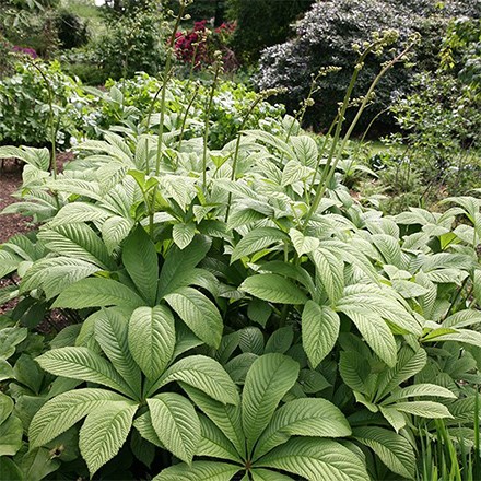 <i>Rodgersia aesculifolia</i> 