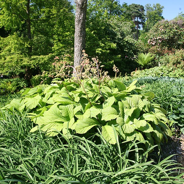 <i>Rodgersia aesculifolia</i> 