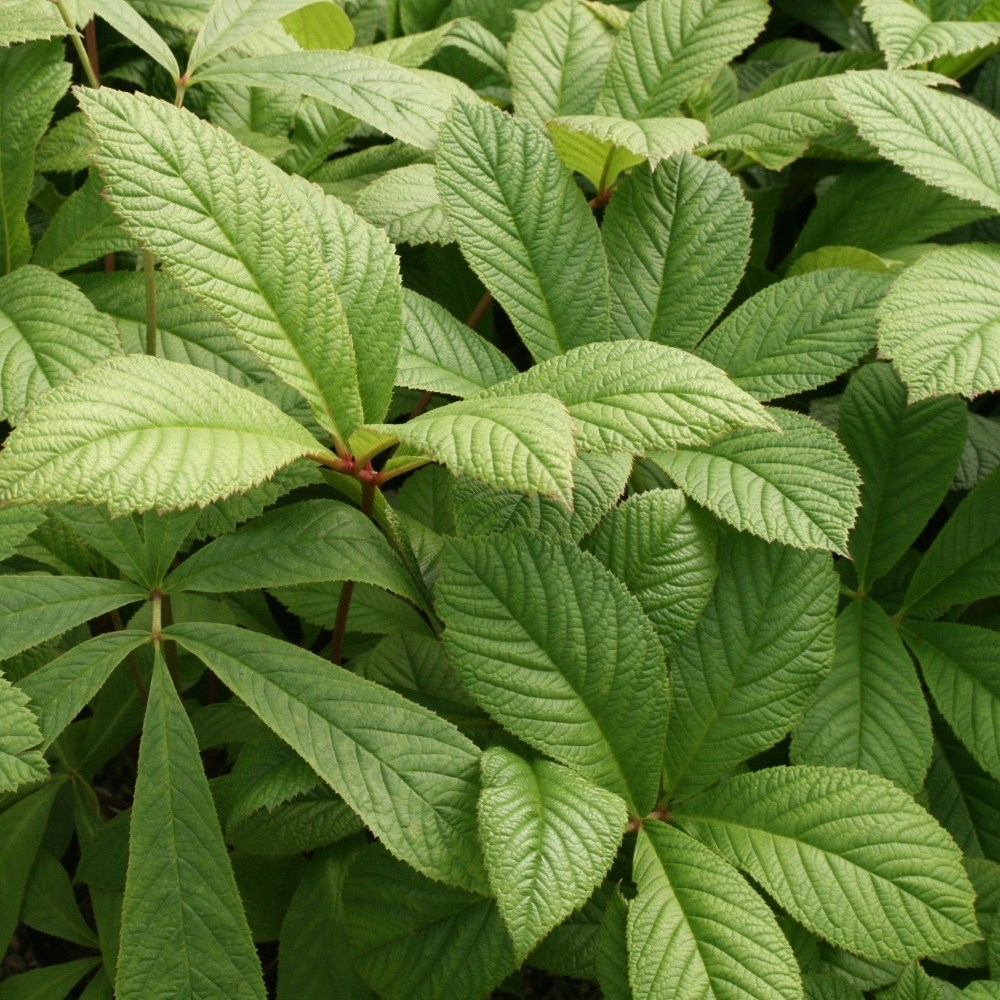 <i>Rodgersia aesculifolia</i> 