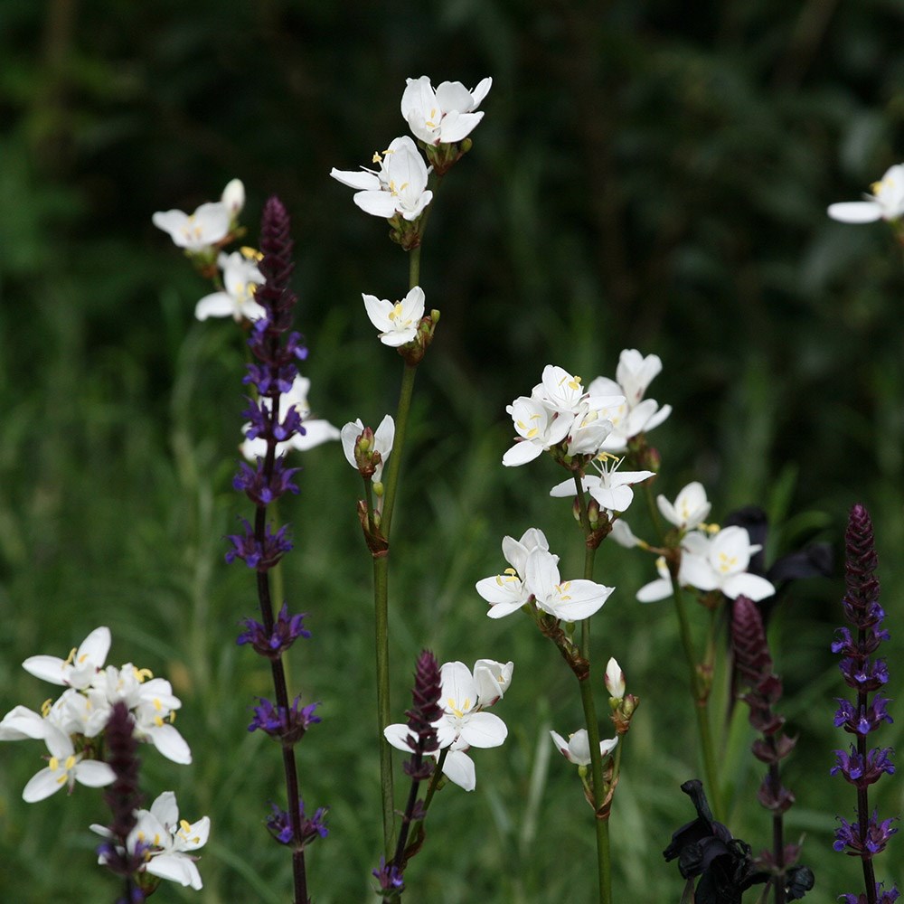 <i>Libertia chilensis</i> 