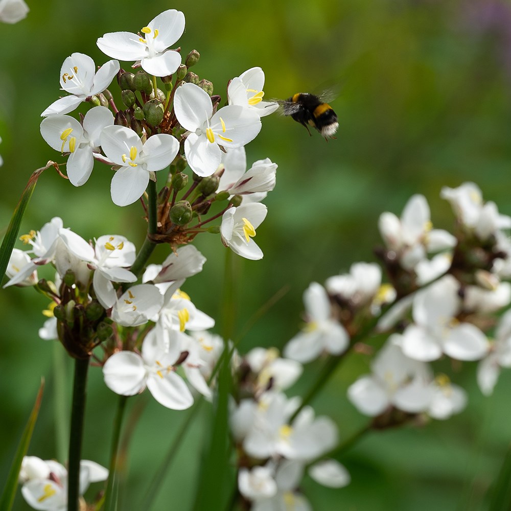 <i>Libertia chilensis</i> 