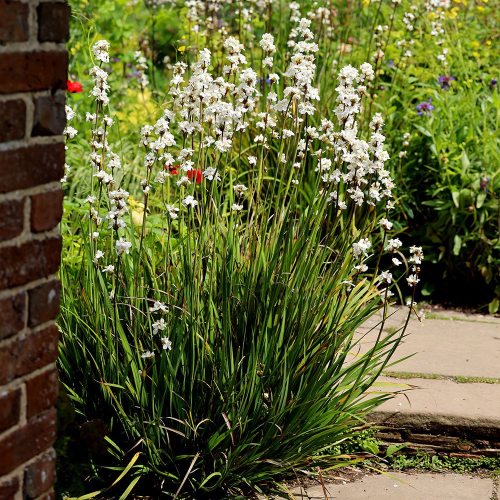 <i>Libertia chilensis</i> 