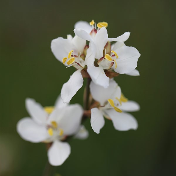 <i>Libertia chilensis</i> 
