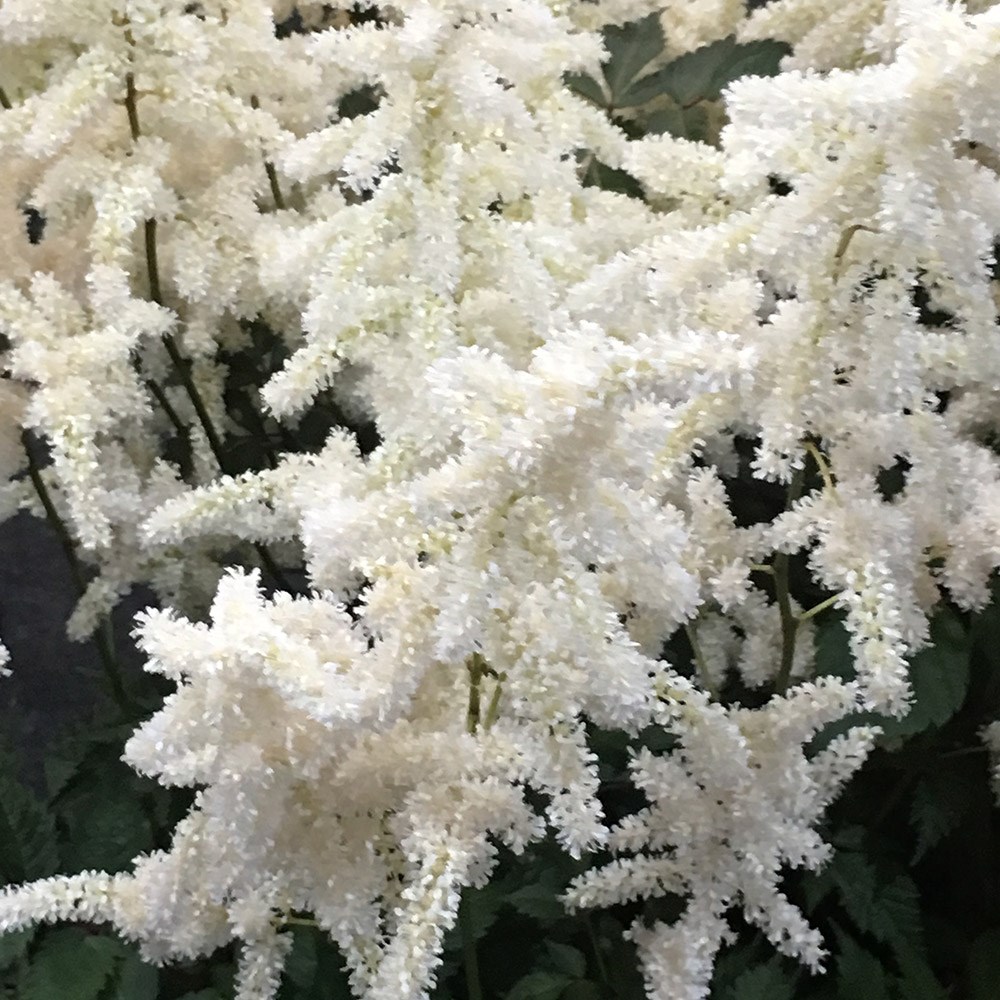 <i>Astilbe</i> 'Brautschleier' (× <i>arendsii</i>)