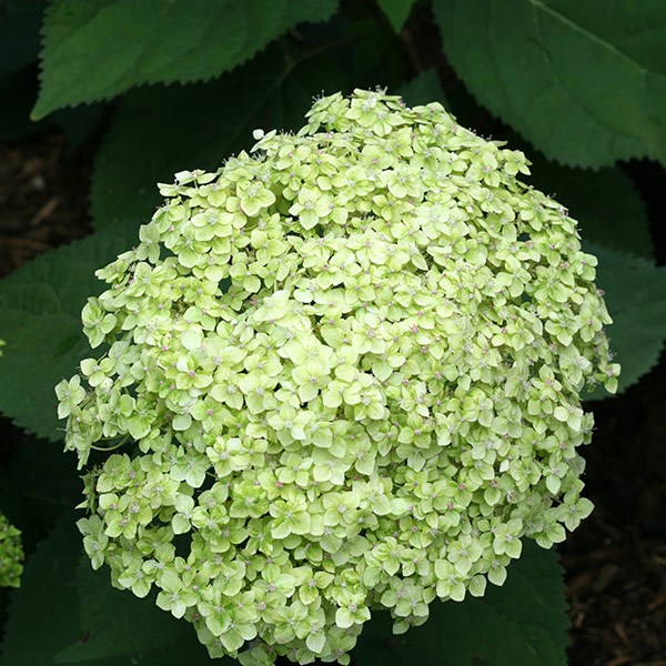 <i>Hydrangea arborescens</i> <b class=small-caps>Lime Rickey</b> ('Smnhalr') (PBR)
