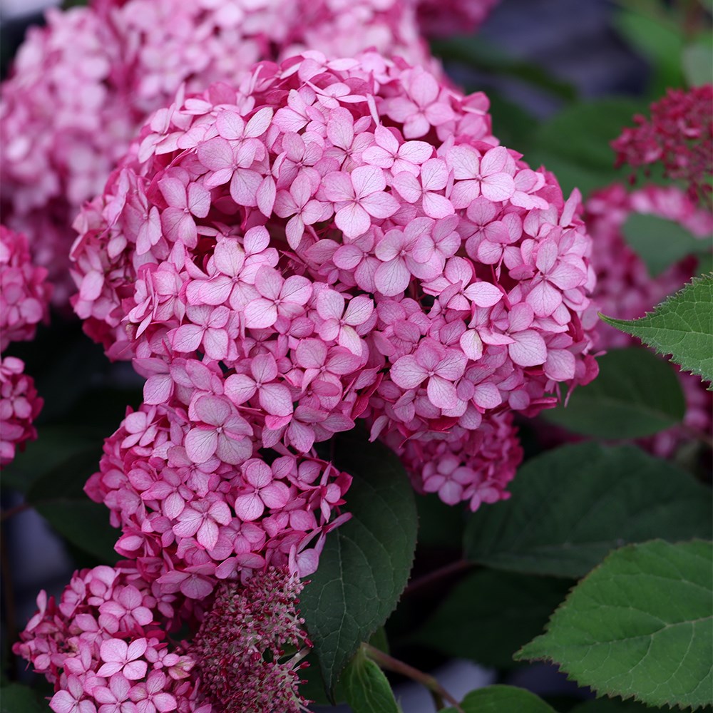 <i>Hydrangea arborescens</i> <b class=small-caps>Ruby Annabelle</b> ('Ncha3') (PBR)
