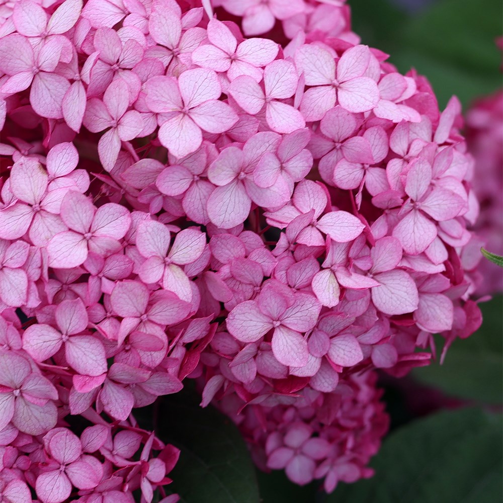 <i>Hydrangea arborescens</i> <b class=small-caps>Ruby Annabelle</b> ('Ncha3') (PBR)