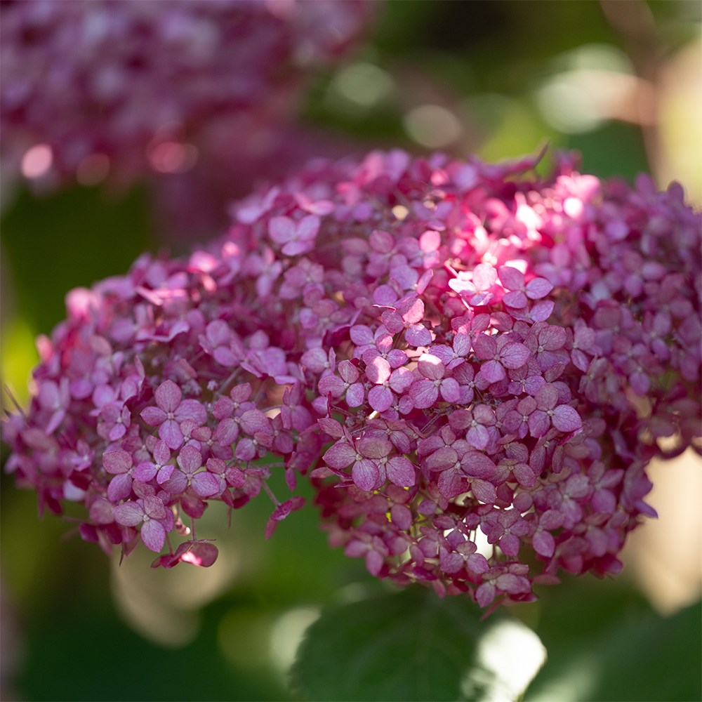 <i>Hydrangea arborescens</i> <b class=small-caps>Ruby Annabelle</b> ('Ncha3') (PBR)