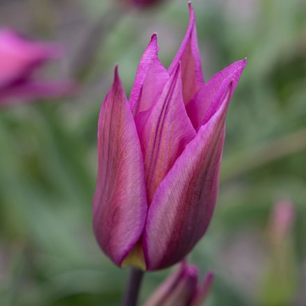 Tulipa Purple Dream