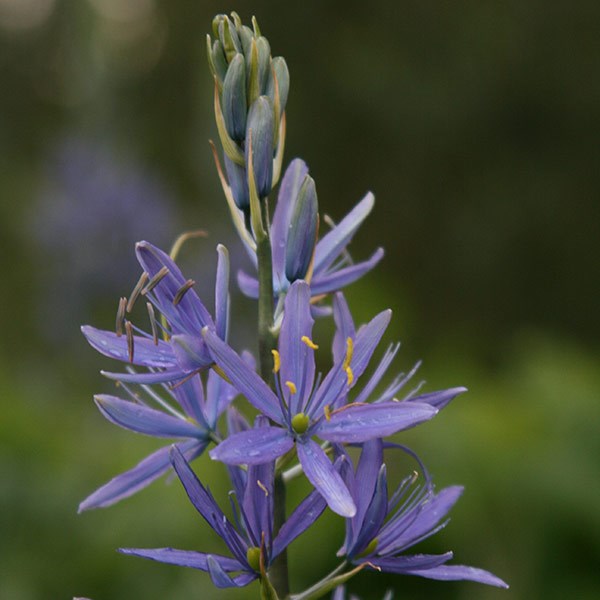Camassia collection