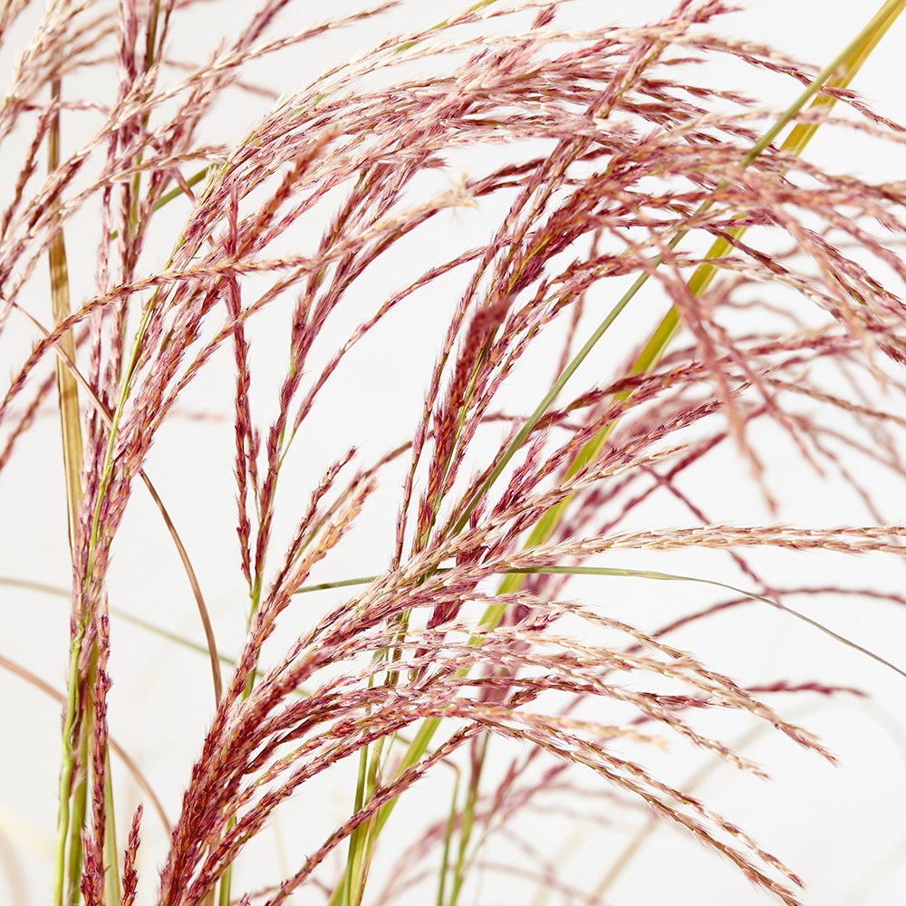 <i>Miscanthus sinensis</i> <b class=small-caps>Red Cloud</b> ('Empmis01') (PBR)