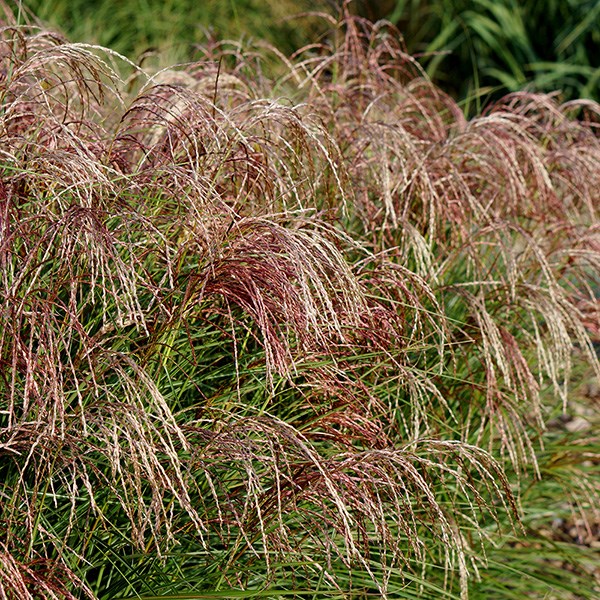 <i>Miscanthus sinensis</i> <b class=small-caps>Red Cloud</b> ('Empmis01') (PBR)