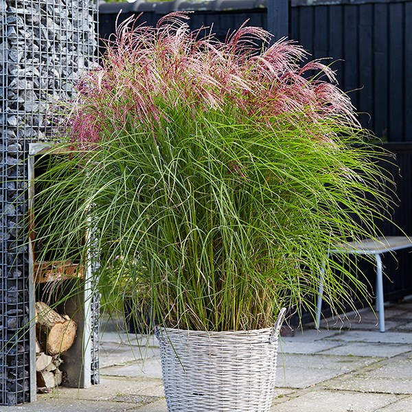 <i>Miscanthus sinensis</i> <b class=small-caps>Red Cloud</b> ('Empmis01') (PBR)