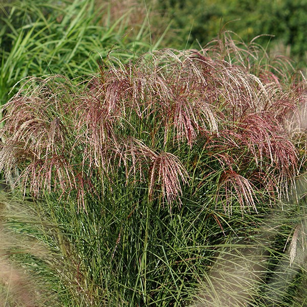 <i>Miscanthus sinensis</i> <b class=small-caps>Red Cloud</b> ('Empmis01') (PBR)
