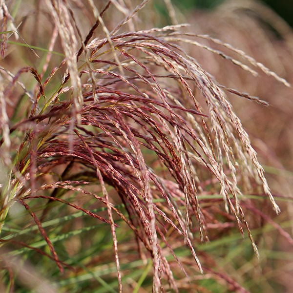 <i>Miscanthus sinensis</i> <b class=small-caps>Red Cloud</b> ('Empmis01') (PBR)