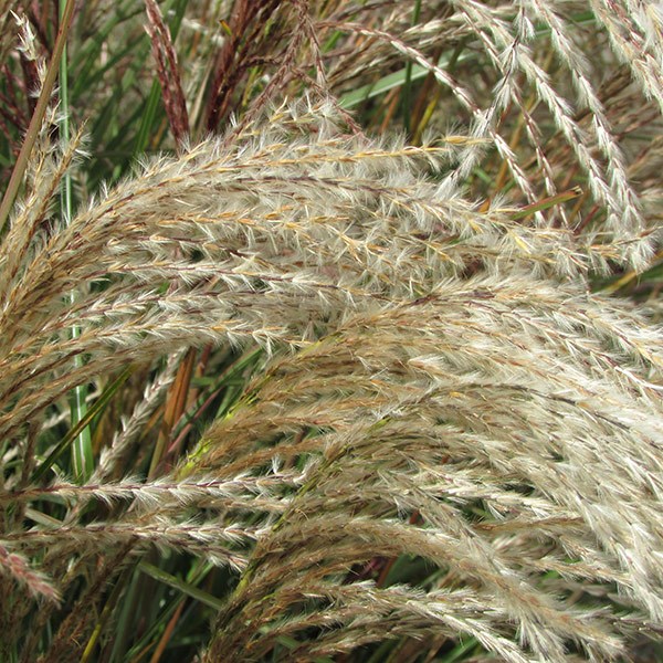 <i>Miscanthus sinensis</i> <b class=small-caps>Red Cloud</b> ('Empmis01') (PBR)