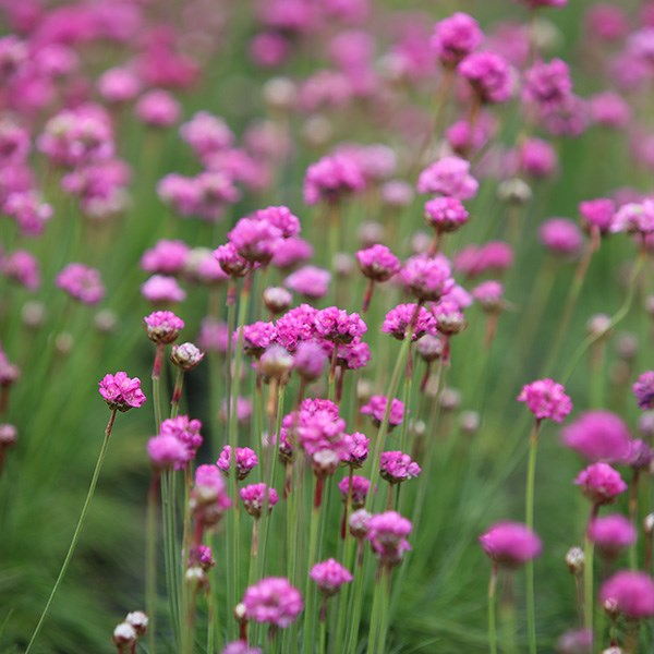 <i>Armeria maritima</i> 'Splendens'