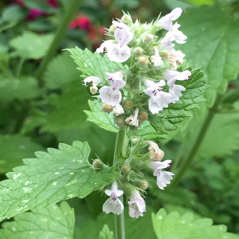 catnip