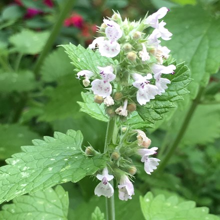 Nepeta cataria
