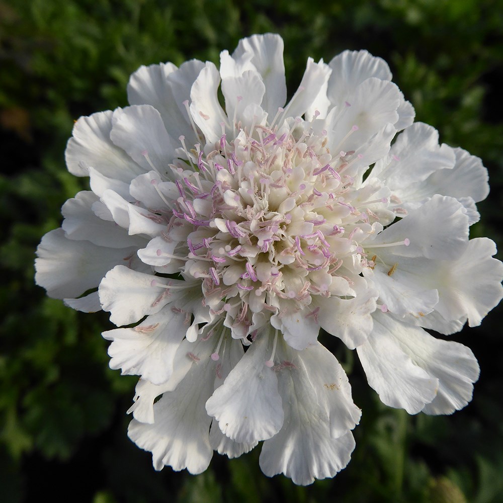 <I>Scabiosa</i> <b class=small-caps>Kudo White</b> ('Ichwit') (Kudo Series)