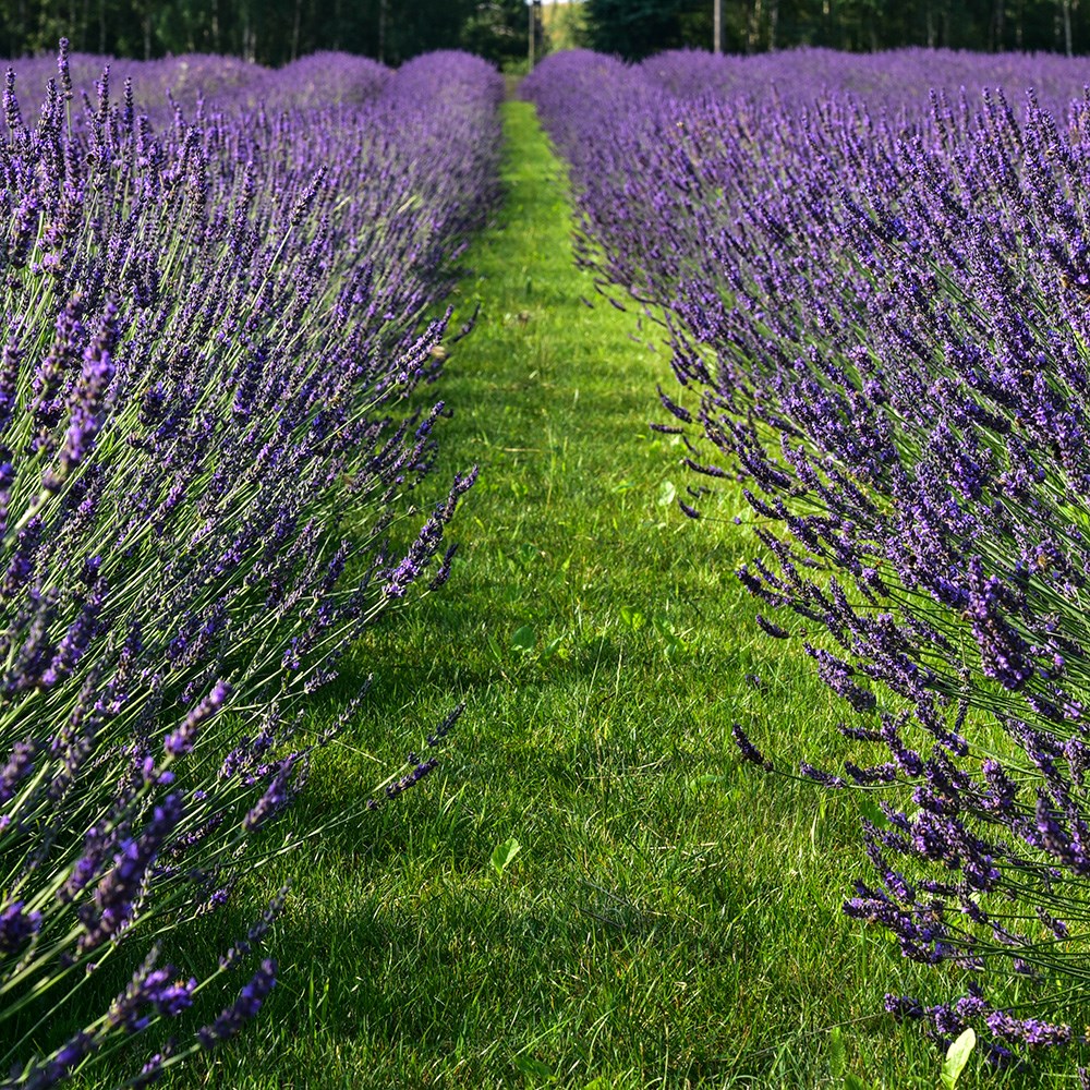<i>Lavandula</i> × <i>intermedia</i> <b class=small-caps>Phenomenal</b> ('Niko') (PBR)