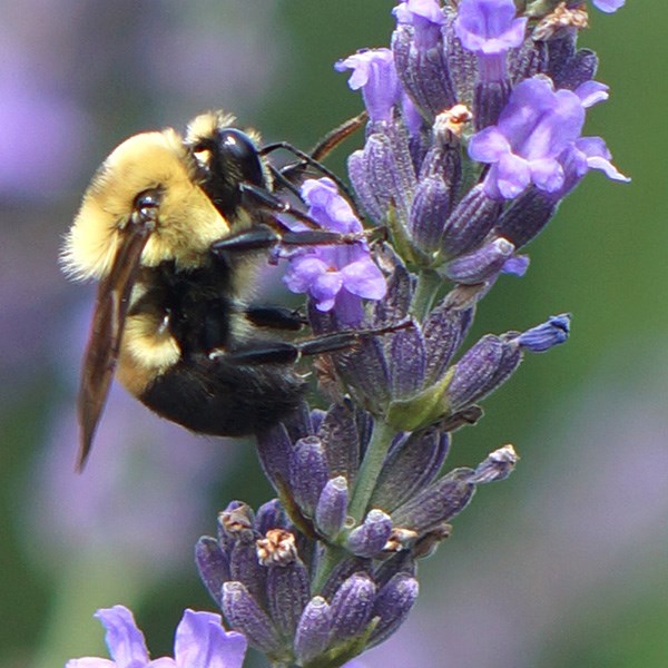 <i>Lavandula</i> × <i>intermedia</i> <b class=small-caps>Phenomenal</b> ('Niko') (PBR)