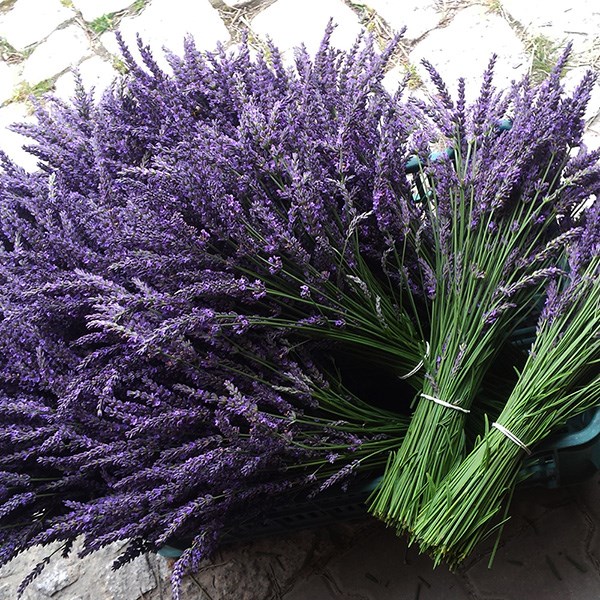 <i>Lavandula</i> × <i>intermedia</i> <b class=small-caps>Phenomenal</b> ('Niko') (PBR)