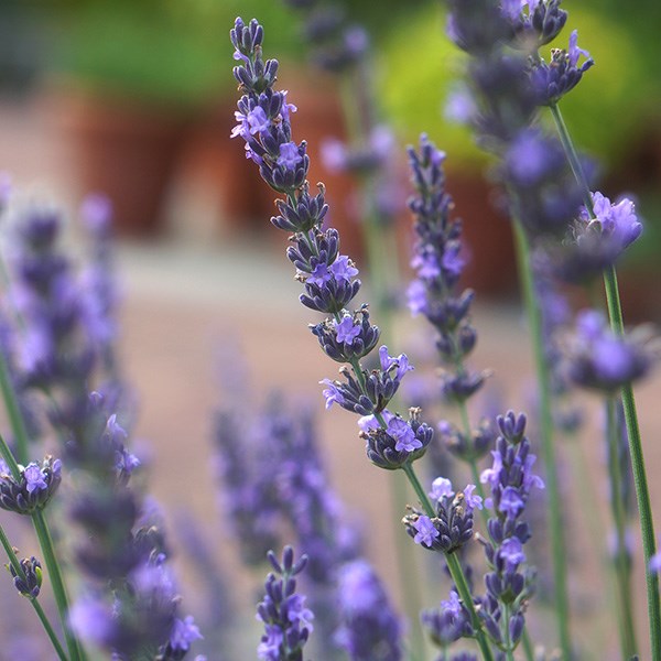 <i>Lavandula</i> × <i>intermedia</i> <b class=small-caps>Phenomenal</b> ('Niko') (PBR)