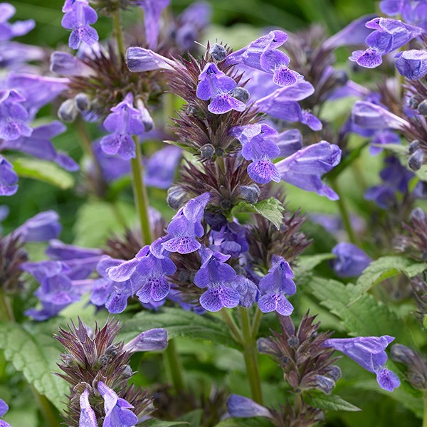 <i>Nepeta</i> <b class=small-caps>Neptune</b> ('Bokratune') (PBR)