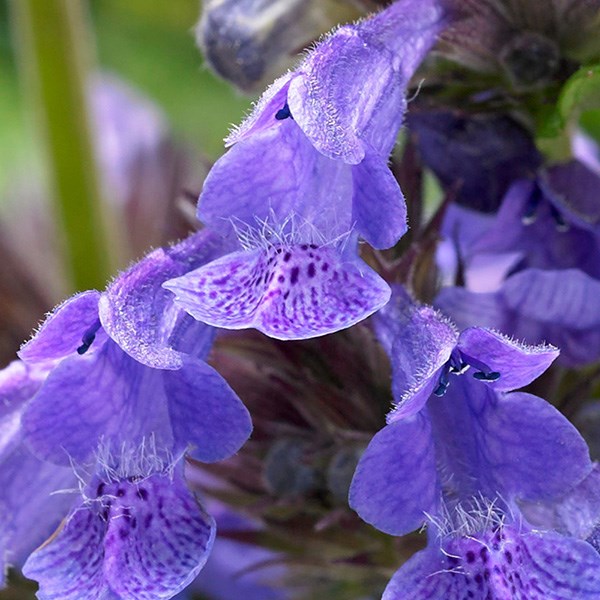 <i>Nepeta</i> <b class=small-caps>Neptune</b> ('Bokratune') (PBR)