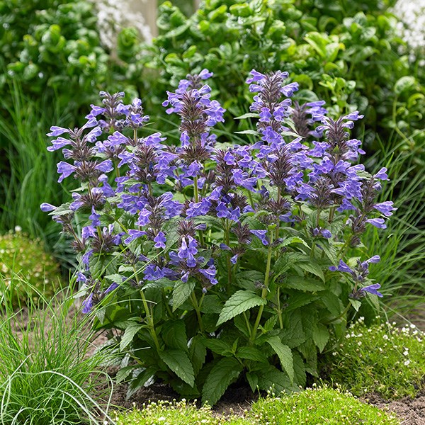 <i>Nepeta</i> <b class=small-caps>Neptune</b> ('Bokratune') (PBR)